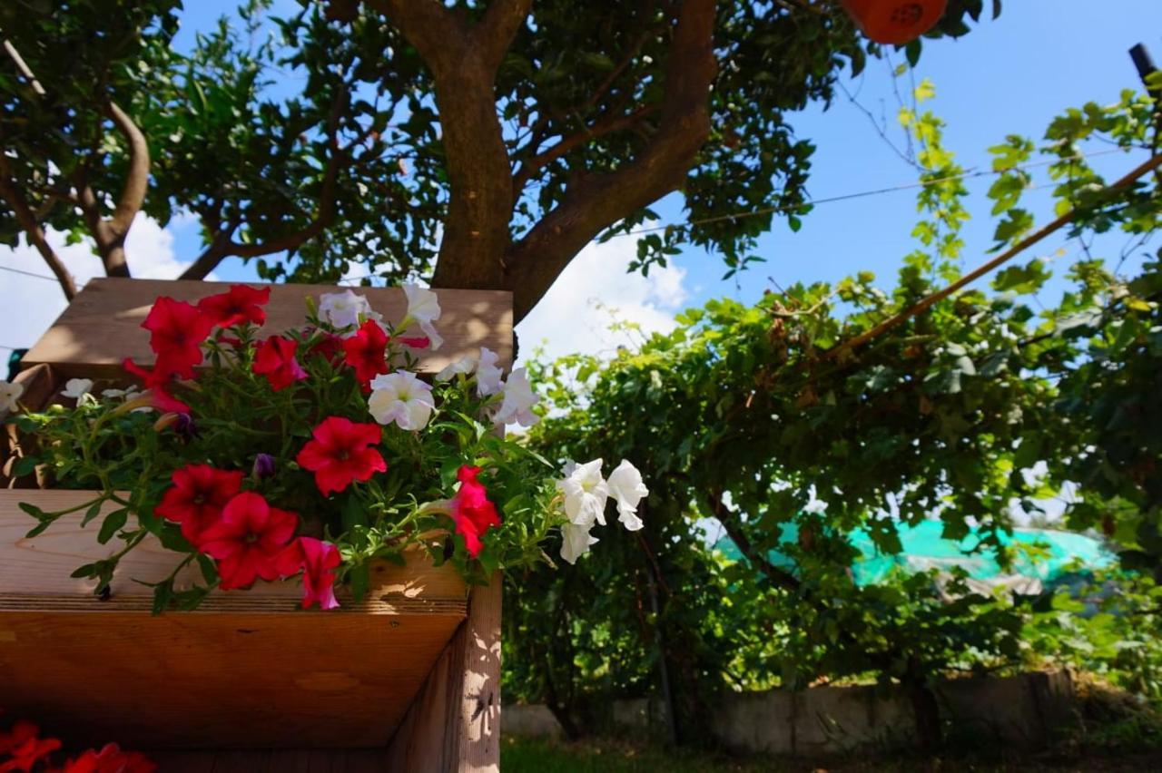 B&B Villa Del Sole Gizzeria Eksteriør billede